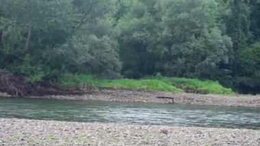 amazing view of the river with trees