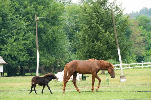Pferde Auf Der Weide Natur — Stockfoto