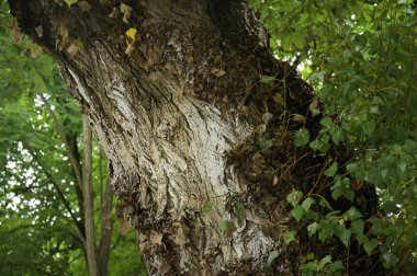 Ormandaki ağaçların orada.