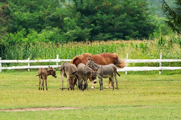 Cavalos Pasto Natureza — Fotografia de Stock