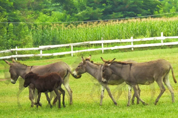 Cavalos Pasto Natureza — Fotografia de Stock