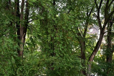 Ormandaki ağaçların orada.