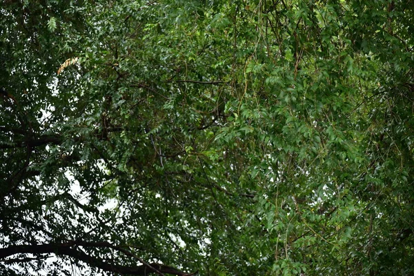 Près Des Arbres Dans Forêt — Photo