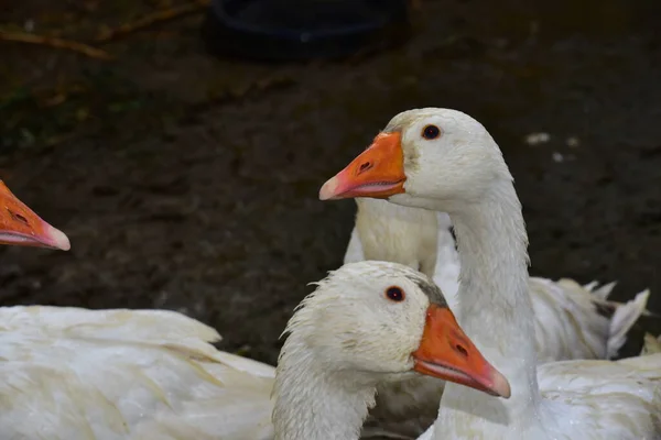 Geese Yard Close View — Stock fotografie