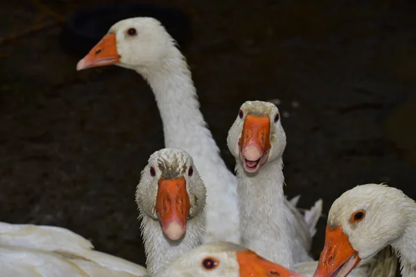 Geese Yard Close View — Stock fotografie