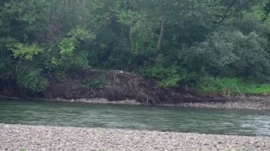 amazing view of the river with trees