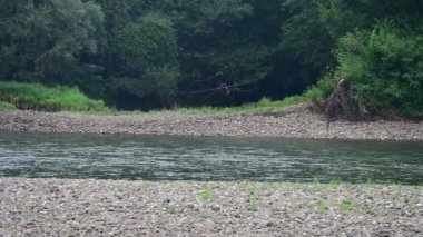amazing view of the river with trees