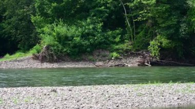 amazing view of the river with trees