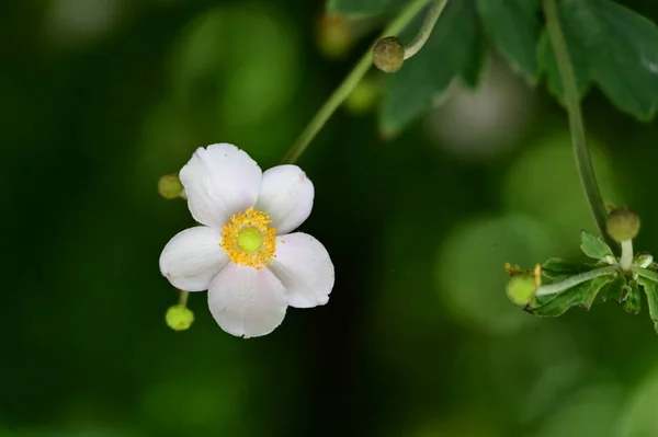 White Blooming Flowers Growing Garden — Stock Photo, Image