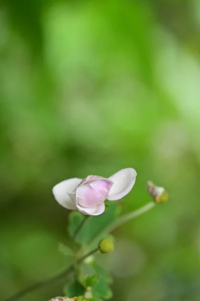 White Blooming Flowers Growing Garden — Stok fotoğraf