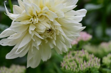 white blooming flowers growing in the garden