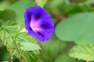 Bahçede büyüyen mor çiçekler