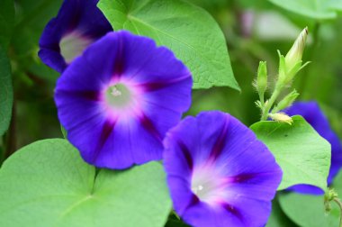 Bahçede büyüyen mor çiçekler