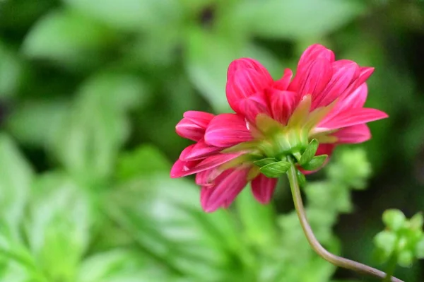 Pink Blooming Flowers Growing Garden — Photo