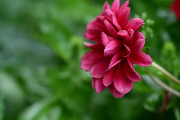 Red Blooming Flowers Growing Garden — Stock fotografie