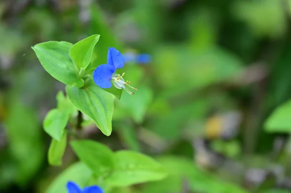 Lila Blommor Som Växer Trädgården — Stockfoto