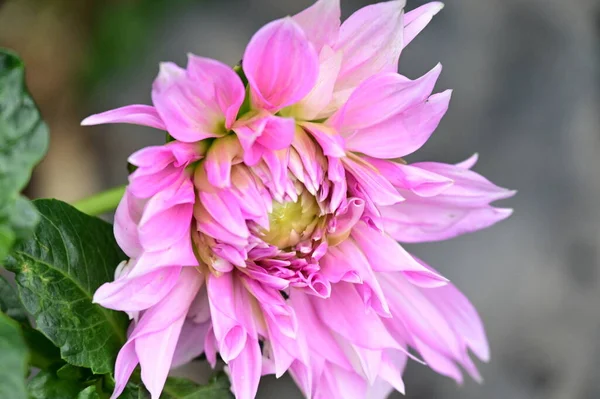 Pink Blooming Flowers Growing Garden — Fotografia de Stock