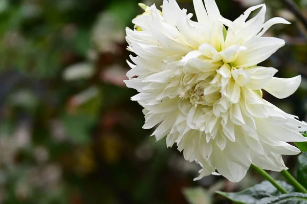 White Blooming Flowers Growing Garden — Zdjęcie stockowe
