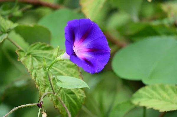 庭で育つ紫色の花は — ストック写真