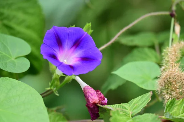 Violetti Kukkia Kasvaa Puutarhassa — kuvapankkivalokuva