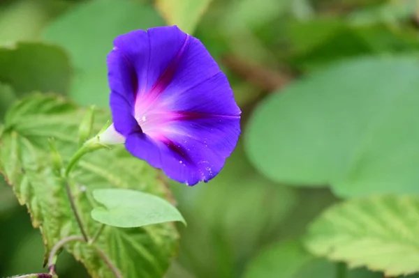 Fleurs Violettes Poussant Dans Jardin — Photo