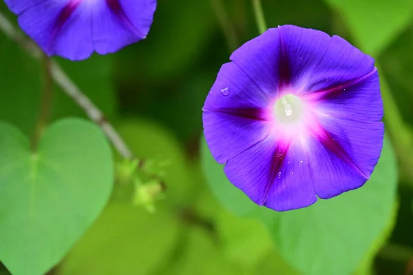 Flores Púrpuras Creciendo Jardín — Foto de Stock