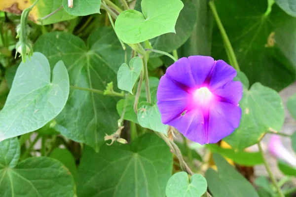 花园里长着紫色的花 — 图库照片