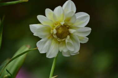 white flowers growing in the garden, close up view