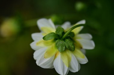 white flowers growing in the garden, close up view