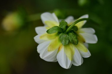 white flowers growing in the garden, close up view