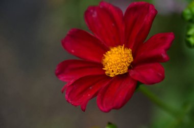 bahçede büyüyen güzel kırmızı çiçekler