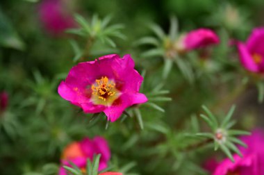 beautiful pink flowers in the garden, close up view