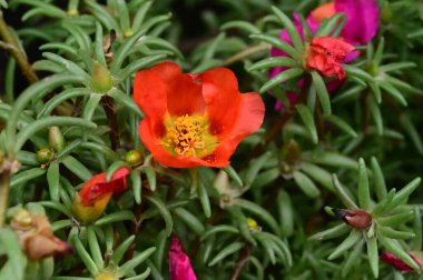 bahçede büyüyen güzel kırmızı çiçekler