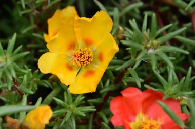 Bahçedeki güzel çiçekler