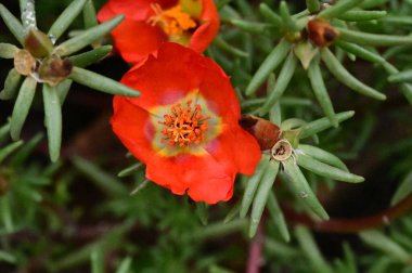 bahçede büyüyen güzel kırmızı çiçekler
