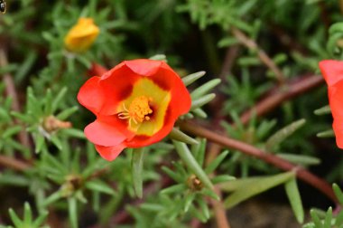 bahçede büyüyen güzel kırmızı çiçekler
