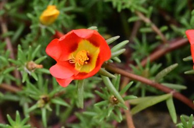bahçede büyüyen güzel kırmızı çiçekler