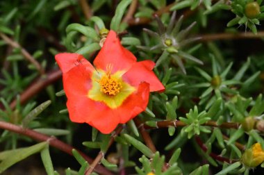 bahçede büyüyen güzel kırmızı çiçekler