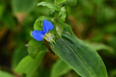 beautiful light blue flowers growing in the garden