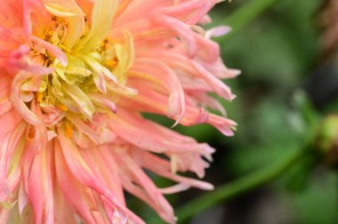 beautiful pink flowers in the garden, close up view