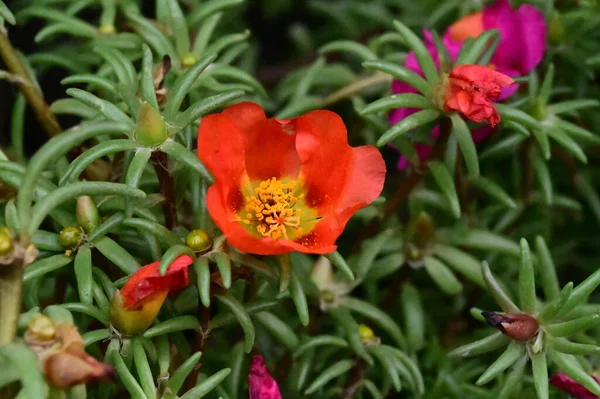 bahçede büyüyen güzel kırmızı çiçekler