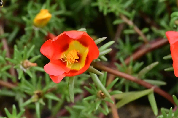 bahçede büyüyen güzel kırmızı çiçekler