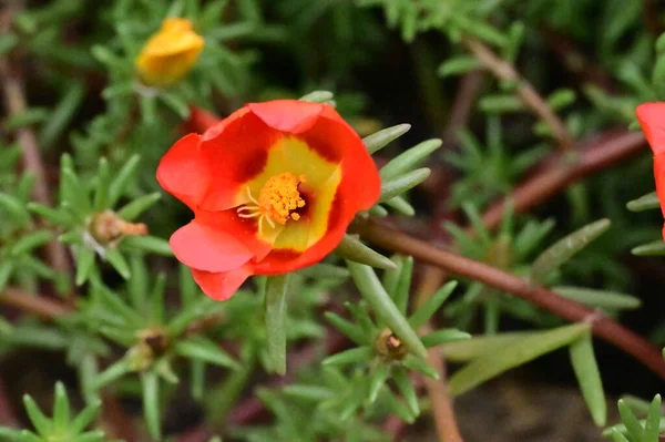 bahçede büyüyen güzel kırmızı çiçekler