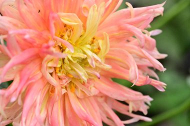beautiful pink flowers in the garden, close up view