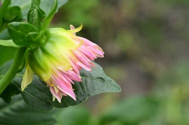 beautiful pink flowers in the garden, close up view