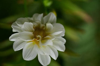 Bahçede büyüyen beyaz çiçekler