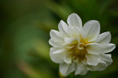 Bahçede büyüyen beyaz çiçekler