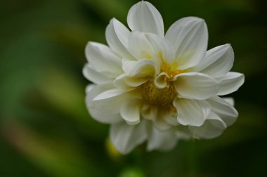 Bahçede büyüyen beyaz çiçekler