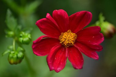 bahçede büyüyen güzel kırmızı çiçekler