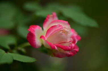 Bahçede büyüyen güzel bir gül çiçeği